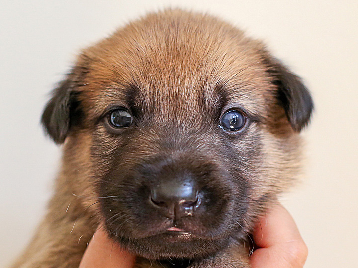chinook puppy